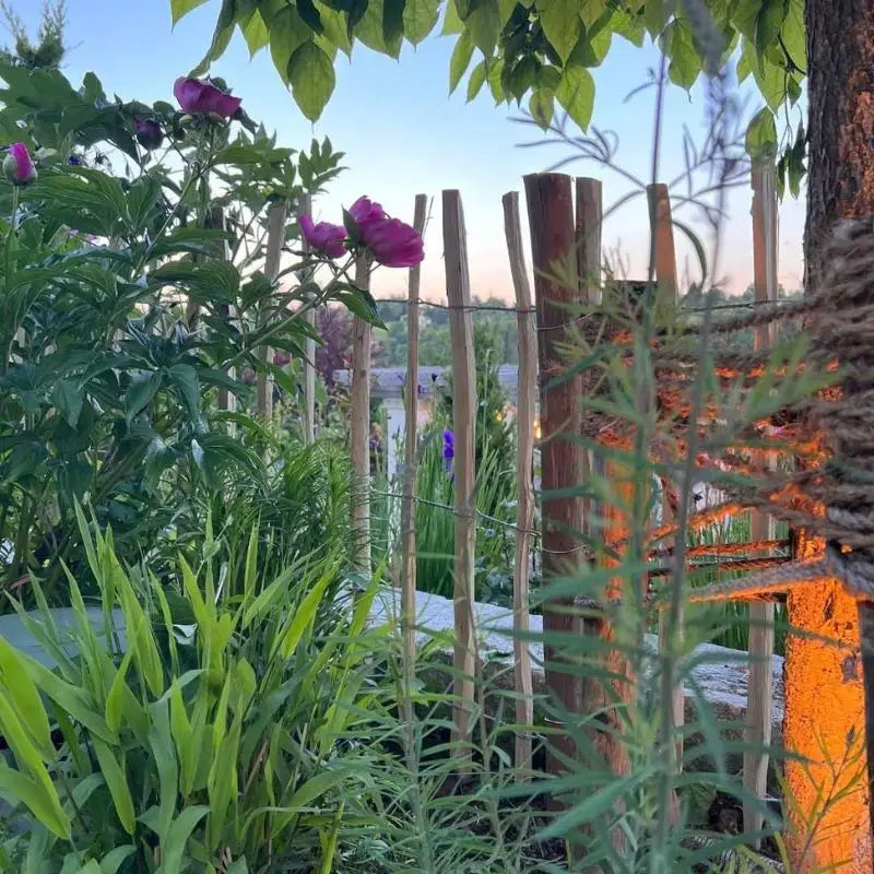 Ein Staketenzaun aus Haselnussholz steht in einem blühenden Garten 