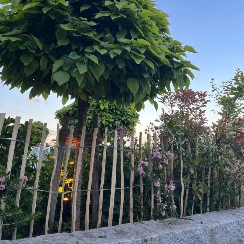 Ein Staketenzaun aus Haselnussholz steht in einem blühenden Garten vor einem Baum