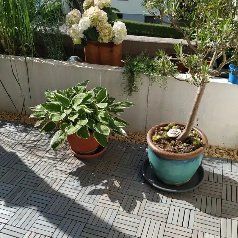 Ein sonniger Balkon mit grauen Holzfliesen, auf dem verschiedene Pflanzen in Töpfen stehen, darunter ein Olivenbaum und eine Funkie. Die Szene zeigt die ästhetische und robuste Nutzung der Bodenfliesen im Außenbereich.