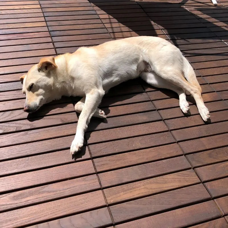 Ein heller Hund liegt entspannt auf einer Terrasse aus dunkelbraunen, länglich gemaserten Holzfliesen. Die gleichmäßige Verlegung der Fliesen bildet eine warme und einladende Oberfläche für Haustiere und Gartenmöbel.