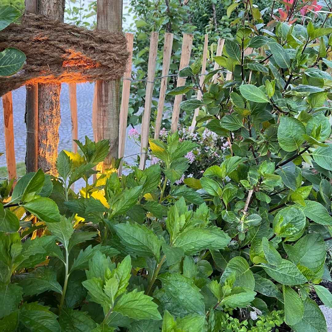 Saftig grüne Gartenpflanzen im Vordergrund werden von einem warmen, künstlichen Licht angestrahlt, während im Hintergrund ein rustikaler Staketenzaun aus Holz zu sehen ist.
