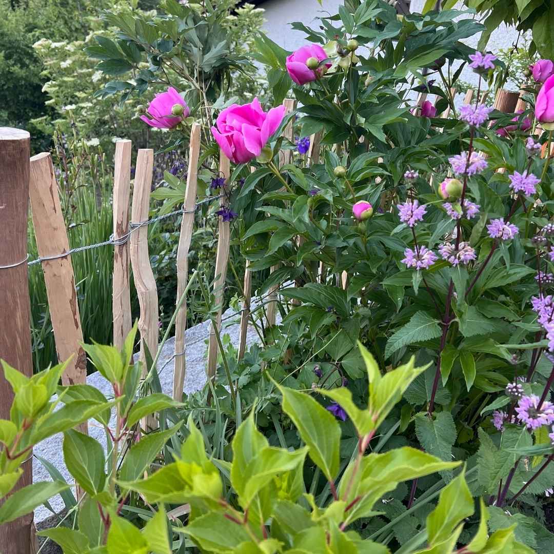 Ein rustikaler Staketenzaun dient als Stütze und Begrenzung für ein üppiges Gartenbeet mit leuchtend pinken Pfingstrosen und violetten Blüten. Die natürliche Optik des Zauns harmoniert mit dem dichten Grün der Gartenbepflanzung.