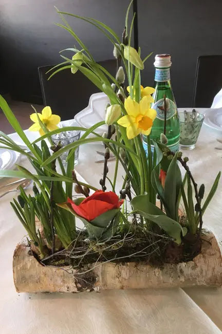 Ein rustikaler, ausgehöhlter Birkenstamm dient als Pflanzgefäß für ein Frühlingsgesteck mit gelben Narzissen und einer roten Tulpe. Das natürliche Arrangement steht auf einer festlich gedeckten Tafel neben einer Wasserflasche.