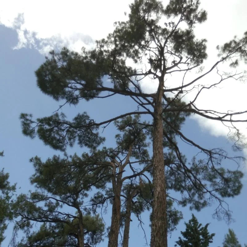 Hochgewachsene Zirbelkiefern mit dichten Nadelkronen ragen majestätisch in einen blauen, leicht bewölkten Himmel. Die Aufnahme veranschaulicht den natürlichen Lebensraum der Bäume im rauen Klima und den Ursprung des nachhaltig gewonnenen Holzes.