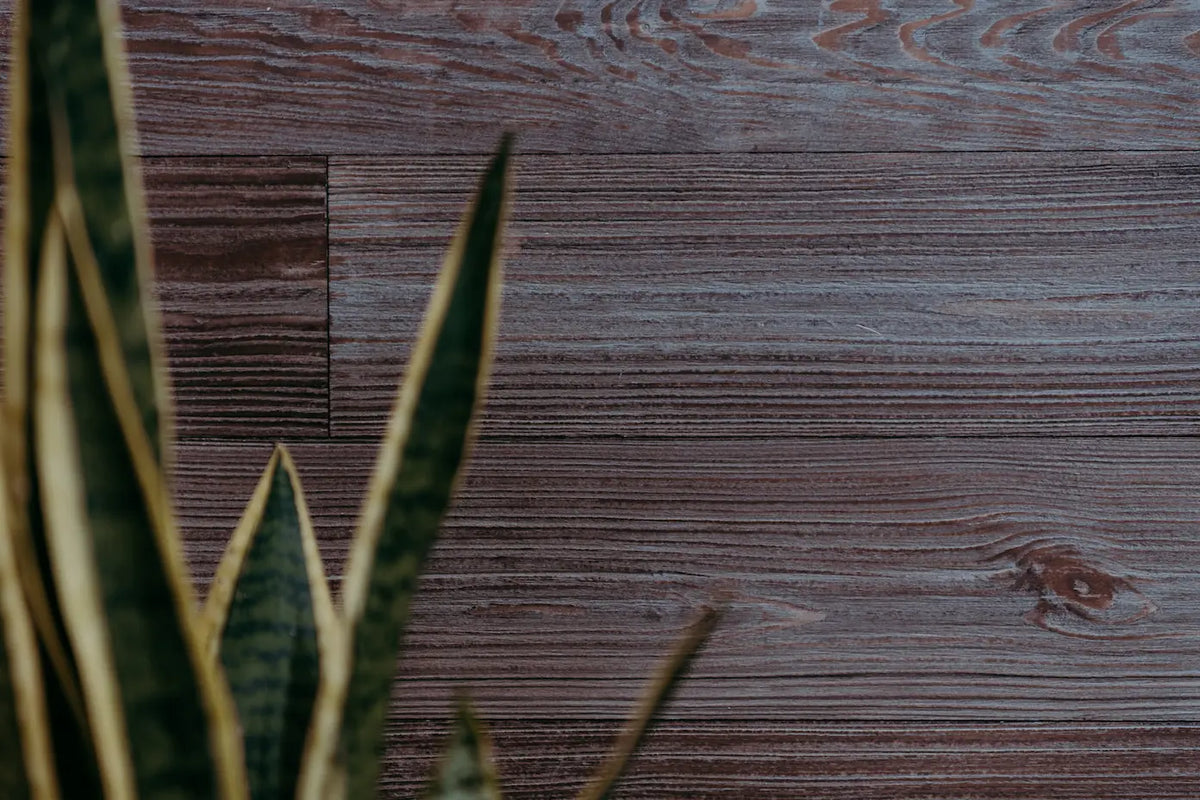 Eine Nahaufnahme einer dunkelbraun lasierten Holzwand mit markanter Maserung. Im linken Vordergrund ragen die Blätter einer Pflanze ins Bild und bilden einen natürlichen Kontrast zur Holzstruktur.